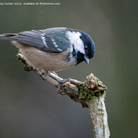 Buy canvas prints of A Coal tit perched on a tree branch by Vicky Outen