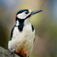 Buy canvas prints of A great spotted woodpecker perched on a branch by Vicky Outen
