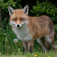 Buy canvas prints of A fox standing in the grass by Vicky Outen