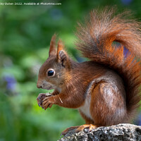 Buy canvas prints of A close up of a red squirrel on a rock by Vicky Outen