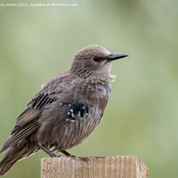 Buy canvas prints of A juvenile starling perched on top of a wooden post by Vicky Outen