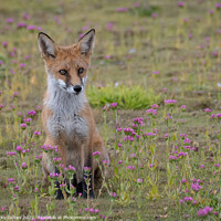 Buy canvas prints of A fox cub sitting on the pink flowers by Vicky Outen