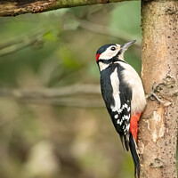 Buy canvas prints of Great spotted woodpecker perched on a tree branch by Vicky Outen