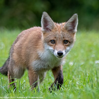 Buy canvas prints of A fox cub walking in the grass looking at the camera by Vicky Outen