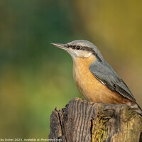 Buy canvas prints of A nuthatch perched on a post by Vicky Outen