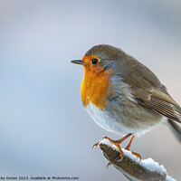 Buy canvas prints of A European robin standing on a snowy branch by Vicky Outen