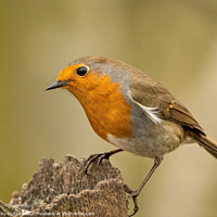 Buy canvas prints of European robin perched on a post by Vicky Outen