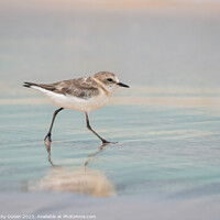 Buy canvas prints of A kentish plover standing on a beach near a body of water by Vicky Outen