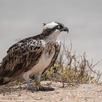 Buy canvas prints of A Osprey standing on the sand, Cape Verde by Vicky Outen