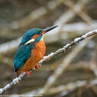Buy canvas prints of A kingfisher perched on a snowy tree branch by Vicky Outen