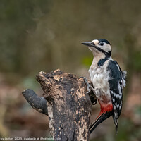 Buy canvas prints of A great spotted woodpecker perched on a tree stump by Vicky Outen