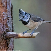 Buy canvas prints of A crested tit perched on a tree branch by Vicky Outen
