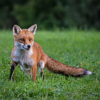 Buy canvas prints of Red fox  by Vicky Outen