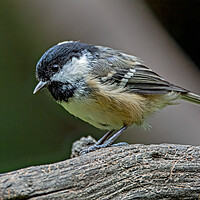 Buy canvas prints of Coal tit on a log  by Vicky Outen