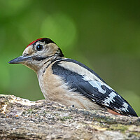 Buy canvas prints of Great spotted woodpecker  by Vicky Outen