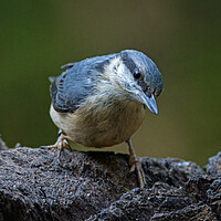 Buy canvas prints of Nuthatch by Vicky Outen