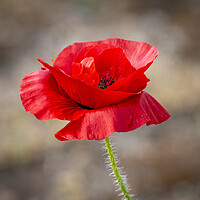 Buy canvas prints of Single red poppy at Lytham St Annes  by Vicky Outen