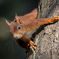 Buy canvas prints of Curious red squirrel by Vicky Outen