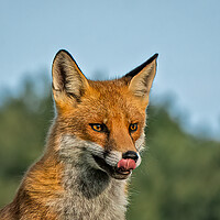 Buy canvas prints of Red fox by Vicky Outen