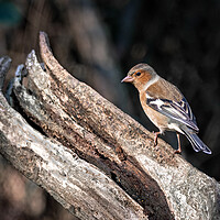 Buy canvas prints of Male chaffinch on a log  by Vicky Outen