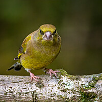 Buy canvas prints of Greenfinch by Vicky Outen