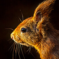 Buy canvas prints of Red squirrel portrait in beautiful light by Vicky Outen
