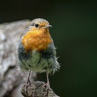 Buy canvas prints of European robin by Vicky Outen