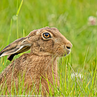 Buy canvas prints of Hare  by Vicky Outen