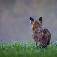 Buy canvas prints of Red fox looking into the mist by Vicky Outen