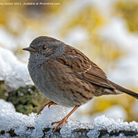 Buy canvas prints of Dunnock standing in the snow by Vicky Outen