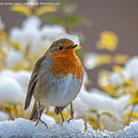 Buy canvas prints of Robin standing on the snow by Vicky Outen
