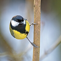 Buy canvas prints of Great tit on a branch by Vicky Outen