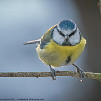 Buy canvas prints of Blue tit looking straight at me  by Vicky Outen