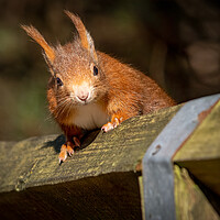 Buy canvas prints of Red squirrel on a wooden fence  by Vicky Outen