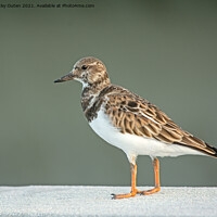 Buy canvas prints of Turnstone on a standing on a ledge by Vicky Outen