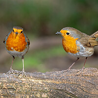 Buy canvas prints of Two robins standing on a log  by Vicky Outen