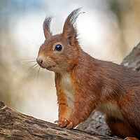 Buy canvas prints of Red squirrel standing on a log by Vicky Outen
