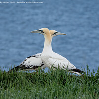Buy canvas prints of Gannets passing one another  by Vicky Outen