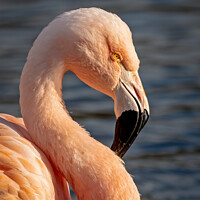 Buy canvas prints of Flamingo in the evening sun by Vicky Outen