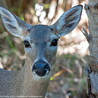 Buy canvas prints of A Key deer looking at the camera by Vicky Outen