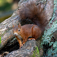 Buy canvas prints of A red squirrel standing on a log by Vicky Outen