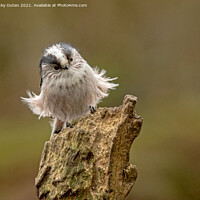 Buy canvas prints of A windswept long tailed tit standing on a log by Vicky Outen