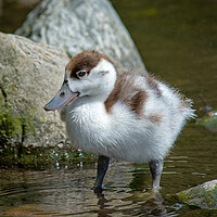 Buy canvas prints of A shelduckling standing in a body of water by Vicky Outen