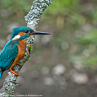 Buy canvas prints of A kingfisher perched on a branch  by Vicky Outen