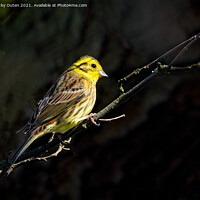 Buy canvas prints of A yellowhammer sitting on a branch in a little sunlight by Vicky Outen