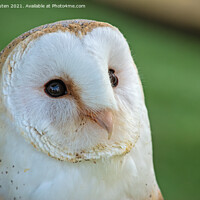 Buy canvas prints of Beautiful barn owl  by Vicky Outen