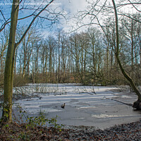 Buy canvas prints of Frozen pond with snow surrounded by trees  by Vicky Outen