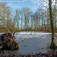 Buy canvas prints of A fallen tree in a frozen pond with snow on fallen by Vicky Outen