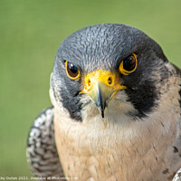 Buy canvas prints of Peregrine falcon close up by Vicky Outen