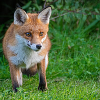 Buy canvas prints of A red fox standing in the grass by Vicky Outen